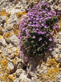 Fotografia da espécie Chaenorhinum origanifolium subesp. origanifolium
