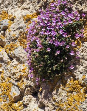 Fotografia 3 da espécie Chaenorhinum origanifolium subesp. origanifolium no Jardim Botânico UTAD