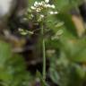 Fotografia 8 da espécie Thlaspi perfoliatum var. perfoliatum do Jardim Botânico UTAD