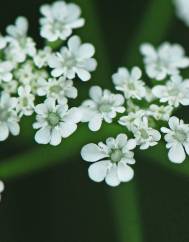 Torilis arvensis subesp. neglecta