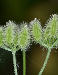 Torilis arvensis subesp. purpurea