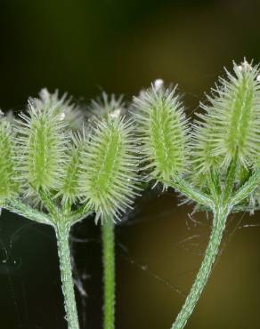 Fotografia 1 da espécie Torilis arvensis subesp. purpurea no Jardim Botânico UTAD