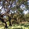 Fotografia 3 da espécie Ocotea foetens do Jardim Botânico UTAD