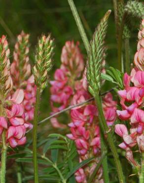 Fotografia 9 da espécie Onobrychis viciifolia no Jardim Botânico UTAD