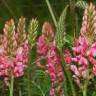 Fotografia 9 da espécie Onobrychis viciifolia do Jardim Botânico UTAD