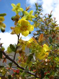 Fotografia da espécie Ochna serrulata