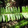 Fotografia 1 da espécie Nephrolepis exaltata do Jardim Botânico UTAD