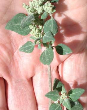 Fotografia 6 da espécie Chenopodium vulvaria no Jardim Botânico UTAD