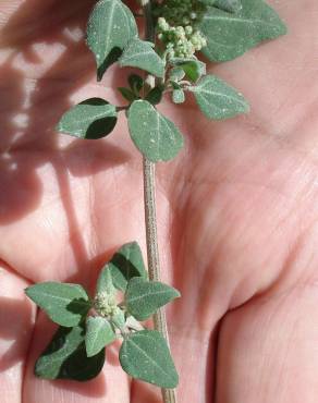 Fotografia 7 da espécie Chenopodium vulvaria no Jardim Botânico UTAD