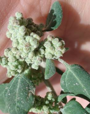 Fotografia 8 da espécie Chenopodium vulvaria no Jardim Botânico UTAD