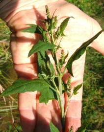 Fotografia da espécie Chenopodium urbicum