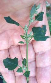 Fotografia da espécie Chenopodium opulifolium