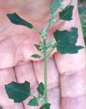 Fotografia 11 da espécie Chenopodium opulifolium no Jardim Botânico UTAD