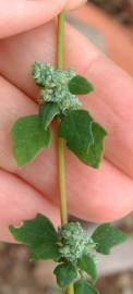 Fotografia da espécie Chenopodium opulifolium