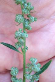 Fotografia da espécie Chenopodium opulifolium