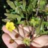 Fotografia 18 da espécie Ochna serrulata do Jardim Botânico UTAD