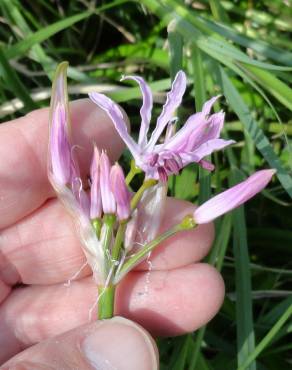 Fotografia 5 da espécie Nerine undulata no Jardim Botânico UTAD