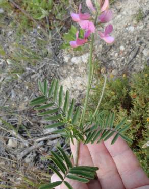 Fotografia 16 da espécie Onobrychis viciifolia no Jardim Botânico UTAD