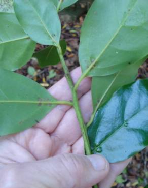 Fotografia 5 da espécie Ocotea foetens no Jardim Botânico UTAD