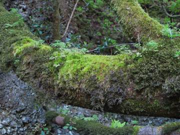 Fotografia da espécie Ocotea foetens