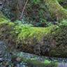 Fotografia 11 da espécie Ocotea foetens do Jardim Botânico UTAD