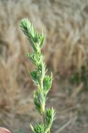 Fotografia da espécie Bassia scoparia subesp. scoparia