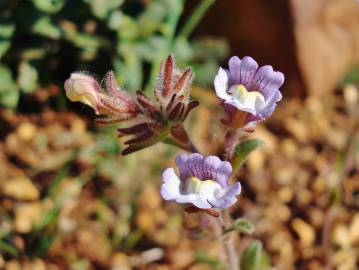 Fotografia da espécie Chaenorhinum origanifolium subesp. origanifolium