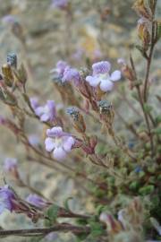 Fotografia da espécie Chaenorhinum origanifolium subesp. origanifolium