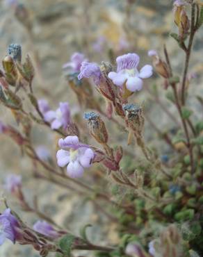 Fotografia 9 da espécie Chaenorhinum origanifolium subesp. origanifolium no Jardim Botânico UTAD