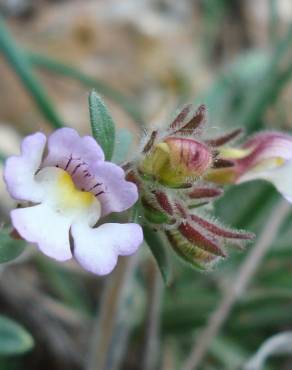 Fotografia 10 da espécie Chaenorhinum origanifolium subesp. origanifolium no Jardim Botânico UTAD