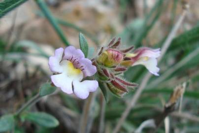 Fotografia da espécie Chaenorhinum origanifolium subesp. origanifolium