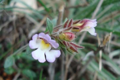 Fotografia da espécie Chaenorhinum origanifolium subesp. origanifolium