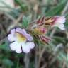 Fotografia 11 da espécie Chaenorhinum origanifolium subesp. origanifolium do Jardim Botânico UTAD