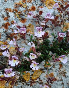 Fotografia 12 da espécie Chaenorhinum origanifolium subesp. origanifolium no Jardim Botânico UTAD