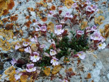 Fotografia da espécie Chaenorhinum origanifolium subesp. origanifolium