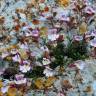 Fotografia 12 da espécie Chaenorhinum origanifolium subesp. origanifolium do Jardim Botânico UTAD