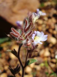 Fotografia da espécie Chaenorhinum origanifolium subesp. origanifolium