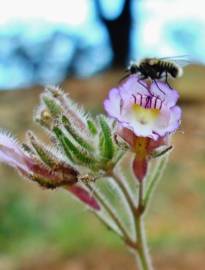 Fotografia da espécie Chaenorhinum origanifolium subesp. origanifolium