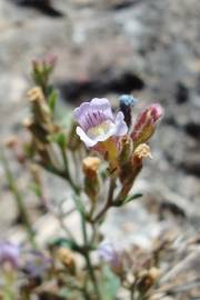 Fotografia da espécie Chaenorhinum origanifolium subesp. origanifolium