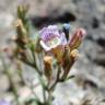 Fotografia 15 da espécie Chaenorhinum origanifolium subesp. origanifolium do Jardim Botânico UTAD
