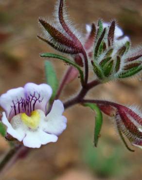 Fotografia 16 da espécie Chaenorhinum origanifolium subesp. origanifolium no Jardim Botânico UTAD