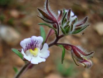 Fotografia da espécie Chaenorhinum origanifolium subesp. origanifolium