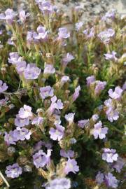 Fotografia da espécie Chaenorhinum origanifolium subesp. origanifolium