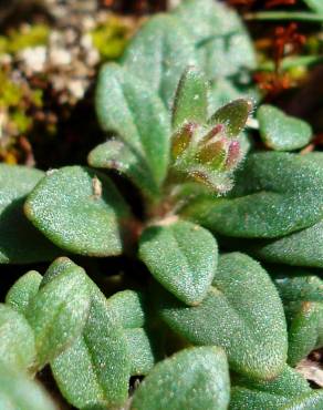Fotografia 19 da espécie Chaenorhinum origanifolium subesp. origanifolium no Jardim Botânico UTAD