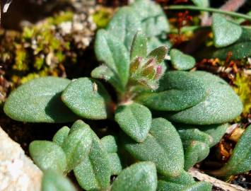 Fotografia da espécie Chaenorhinum origanifolium subesp. origanifolium