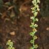 Fotografia 3 da espécie Reseda virgata do Jardim Botânico UTAD