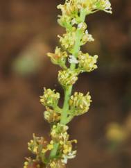 Reseda virgata