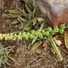 Fotografia 8 da espécie Reseda virgata do Jardim Botânico UTAD