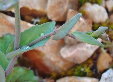 Fotografia da espécie Thlaspi perfoliatum var. perfoliatum