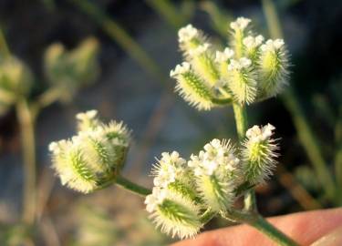 Fotografia da espécie Torilis arvensis subesp. purpurea